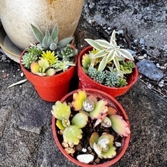 多肉の寄せ植え②(ポット付)の画像