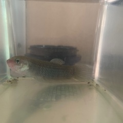 ワイルドベタ　プグナックス　シモルム　オスの画像