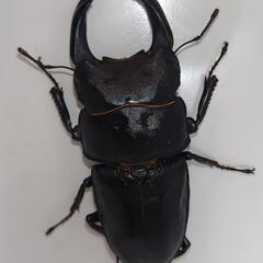 オオクワガタ 能勢SR ♂85.9mm×♀56.2mmペアの画像