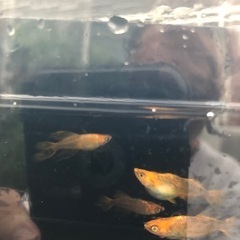 竜章鳳姿　メダカ　稚魚1匹200円の画像