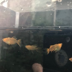 竜章鳳姿　メダカ　稚魚1匹200円の画像