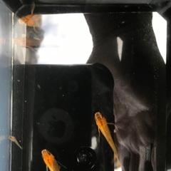竜章鳳姿　メダカ　稚魚1匹200円の画像