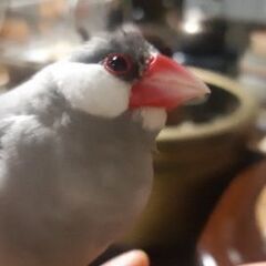 文鳥を探しています！