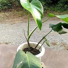 ちょうど良いサイズの観葉植物が激安‼️の画像
