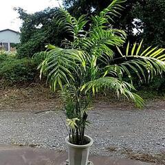 ちょうど良いサイズの観葉植物が激安‼️の画像