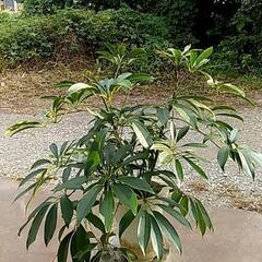 ちょうど良いサイズの観葉植物が激安‼️の画像