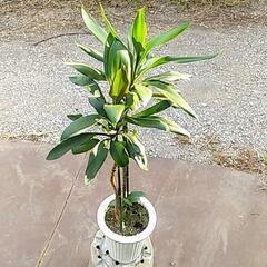 ちょうど良いサイズの観葉植物が激安‼️の画像