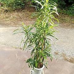 ちょうど良いサイズの観葉植物が激安‼️