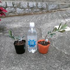 オリーブ 挿し木苗 2株セット ネバディロブランコ レッチーノ②