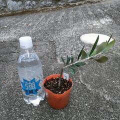 オリーブ 挿し木苗 2株セット ネバディロブランコ レッチーノ②の画像