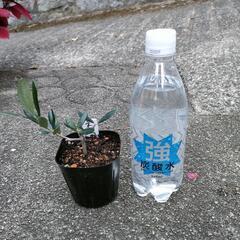 オリーブ 挿し木苗 2株セット ネバディロブランコ レッチーノ②の画像