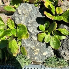 庭石