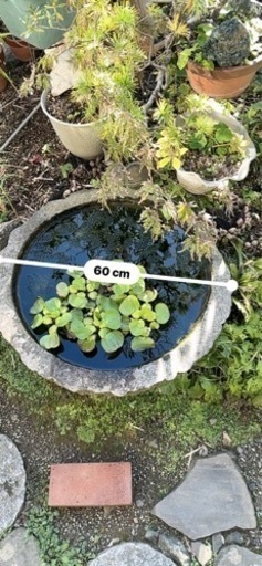 水瓶