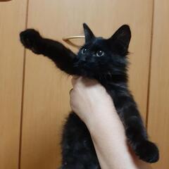 生後二ヶ月半長毛黒猫　人が大好きで元気な女の子　珍しい白いマフラー、長毛でエレガント　の画像