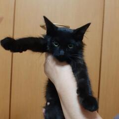 生後二ヶ月半長毛黒猫　人が大好きで元気な女の子　珍しい白いマフラー、長毛でエレガント　 - 熊本市