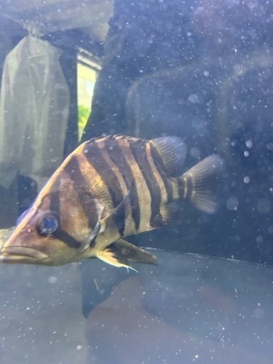 熱帯魚ダトニオ