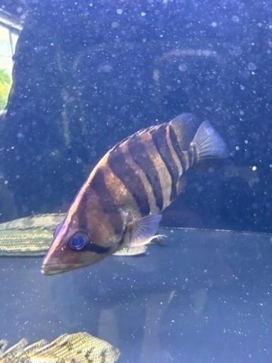 熱帯魚ダトニオ