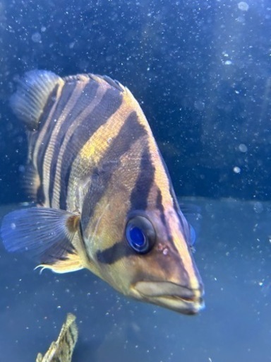 熱帯魚ダトニオ