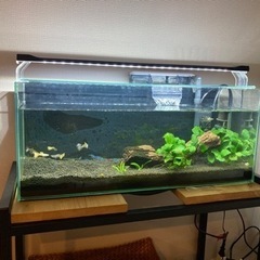 アクアリウム　観賞魚里親募集
