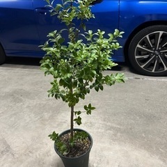 クロソヨゴ鉢植え