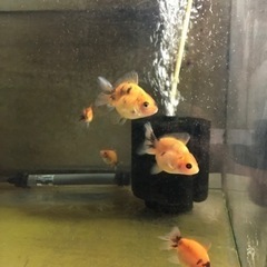 オランダショートテール　5匹　飼育セットの画像