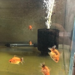 オランダショートテール　5匹　飼育セットの画像
