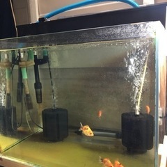 オランダショートテール　5匹　飼育セット
