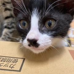ハチワレちゃん☆オス手術済、ワクチン接種済