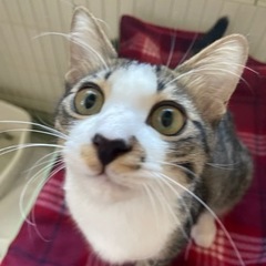 子猫の里親さん募集❤️