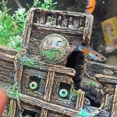 エンドラーズ　※グッピー※