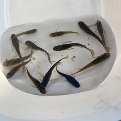 サタン　黄ヒレ長