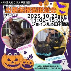 ねこけん千葉支部🐈️怒涛の連続譲渡会開催しまーす❗