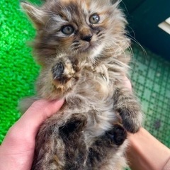 里親募集　2ヶ月　メス※譲渡先決まりました！