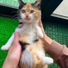 里親募集②　メス　2ヶ月