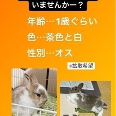 うさぎ