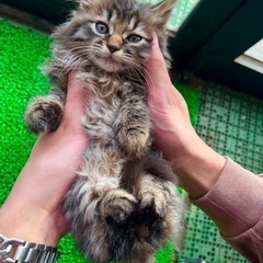 里親募集③　メス　2ヶ月