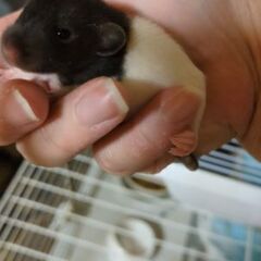 ファンシーラットの赤ちゃん(締め切り近いです※５日まで) − 北海道