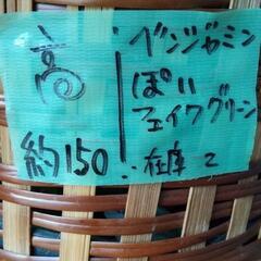 ☆在庫×1　フェイクグリーン　ベンジャミン造花☆の画像