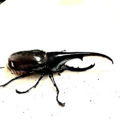 ヘラクレスオオカブト　BULL血統ノーマルタイプ　オス一匹の画像