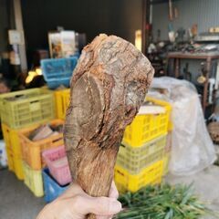 🔥🔥🔥樫の木薪🔥🔥🔥の画像