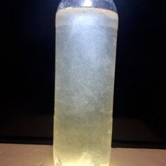ゾウリムシ🐟メダカ針子に🐟⑨
