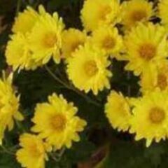 菊の苗  （現在つぼみの状態です）農薬・肥料使用してません。