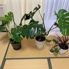 観葉植物