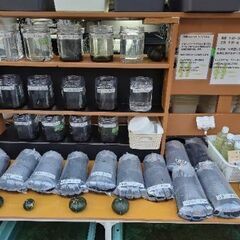 【メダカ】めだか色々！ミジンコ、ゾウリムシ10月一杯