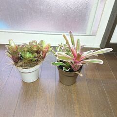 ブロメリア鉢2個