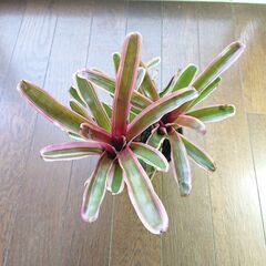 ブロメリア鉢2個の画像