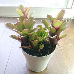 ブロメリア鉢2個の画像