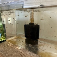 国産ミックスグッピー　稚魚20匹位の画像