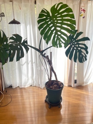 モンステラデリシオーサ　観葉植物