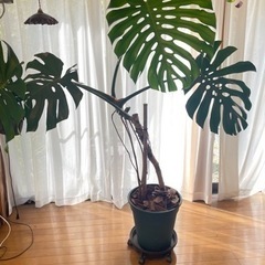 モンステラデリシオーサ　観葉植物